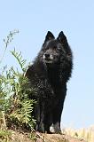 SCHIPPERKE 103